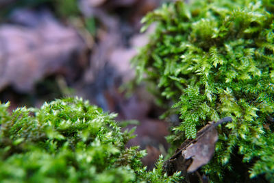 Close-up of plants growing on moss