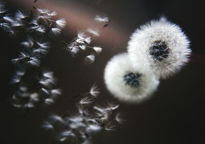 Close-up of white dandelion flower