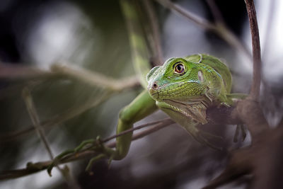 Close-up of frog on tree