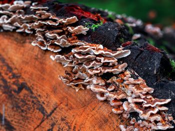 Close-up of mushrooms growing on plant