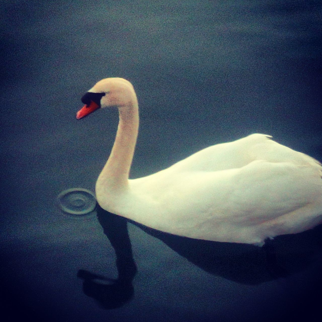 SWAN SWIMMING IN LAKE