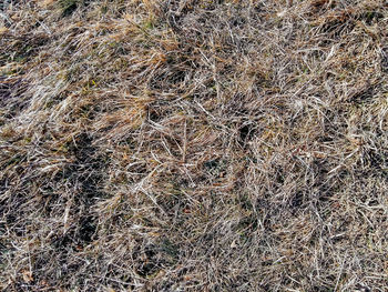 Full frame shot of dry plant on field