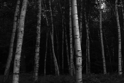 Trees in forest