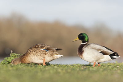 Side view of mallard ducks on field