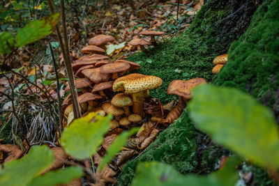 Close-up of mushroom growing in forest