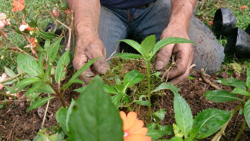 Midsection of man planting on field