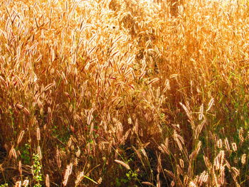 Plants growing on field