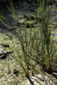 Close-up of plants growing on field