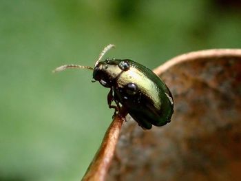 Close-up of insect on leaf