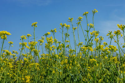 Yellow flowers growing in field