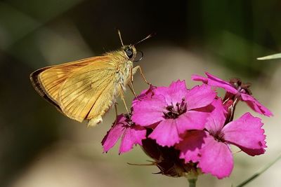 Golden butterfly on wild carnation, val blenio, switzerland