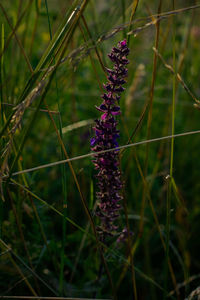 Close-up of purple thistle flowers on field