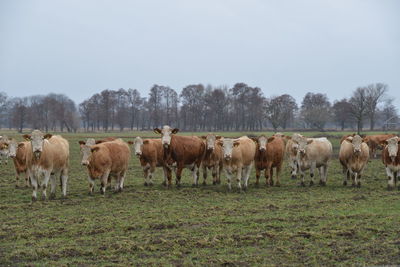 Horses in a field