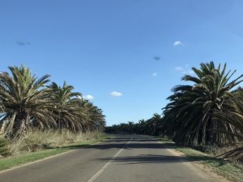 Road by palm trees against blue sky