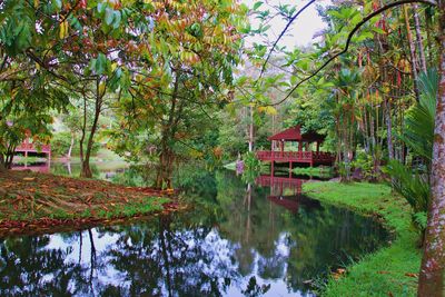 Scenic view of lake by trees and plants