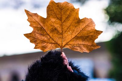 Close-up of maple leaf