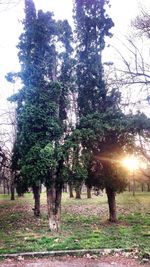 Sun shining through trees