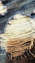 Close-up of tree trunk