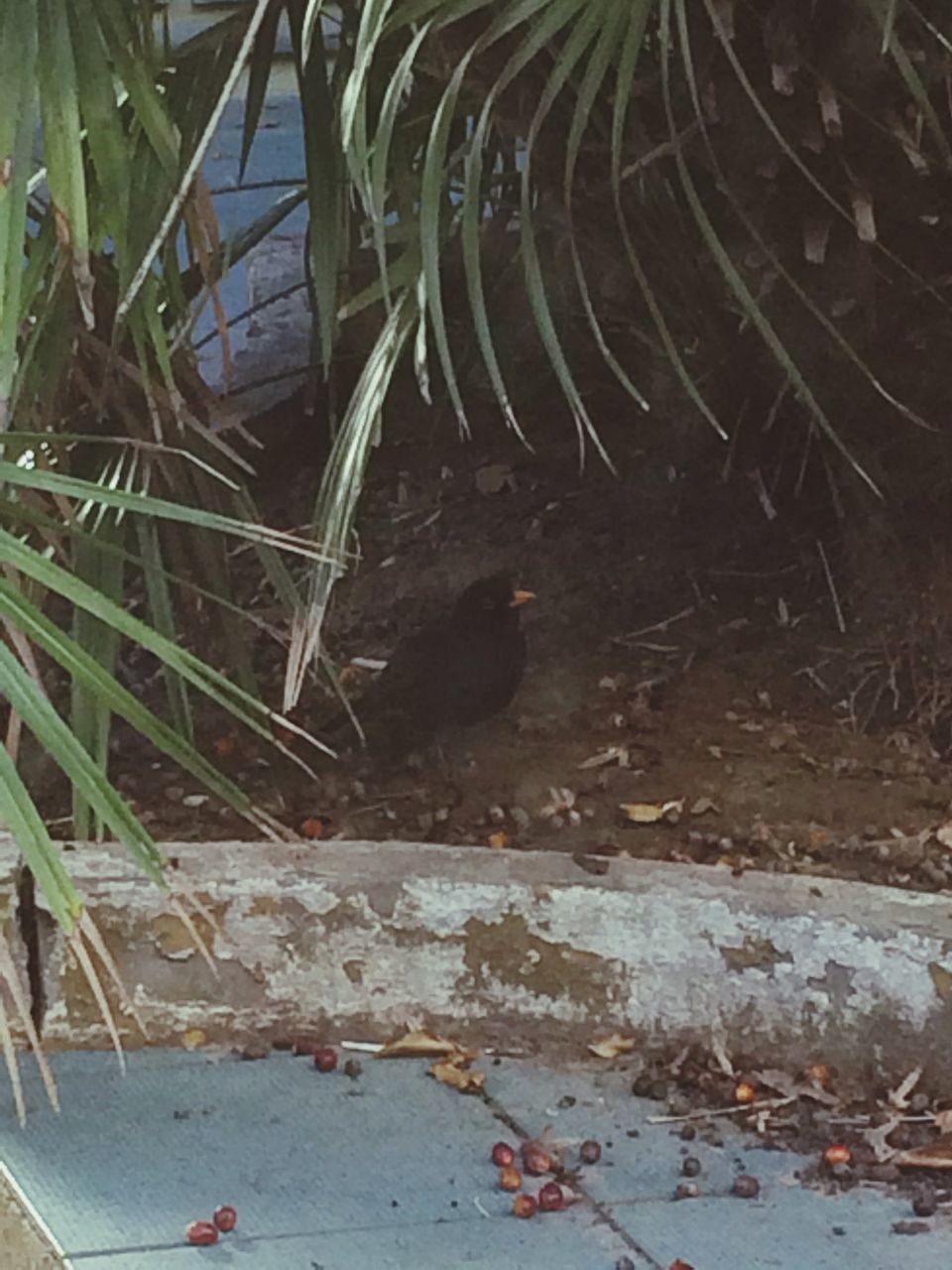 HIGH ANGLE VIEW OF AN ANIMAL ON GROUND