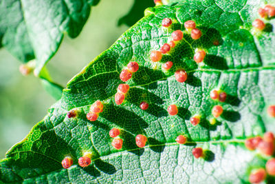 High angle view of fresh leaves on plant