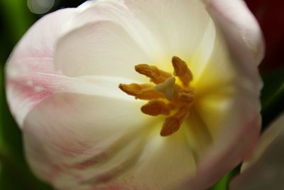 Close-up of pink flower blooming in garden