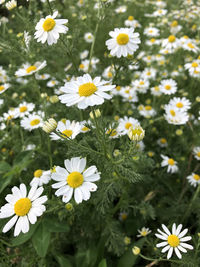 Close-up of white daisy flowers on field