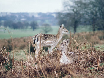 Deer on field