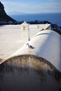 Seagull perching on snow covered shore