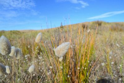 Plants growing on grassy field