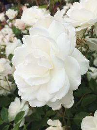 Close-up of white flowers blooming outdoors