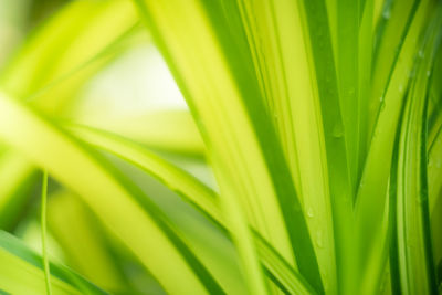 Full frame shot of palm leaves