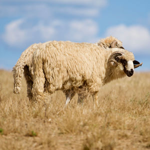 Sheep in a field