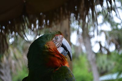 Close-up of parrot perching on tree