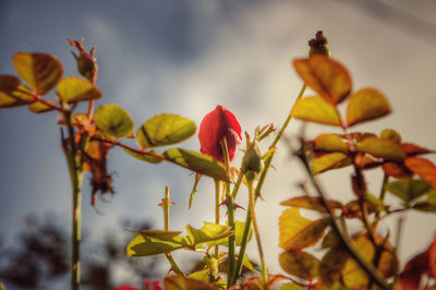 Close-up of flowering plants against sky