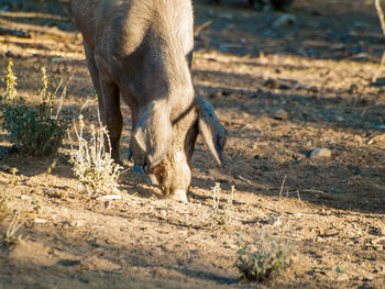 Close-up of a horse