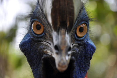 Close-up of cassowary bird looking at camera