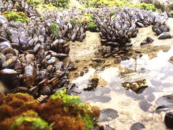 Stream flowing through rocks