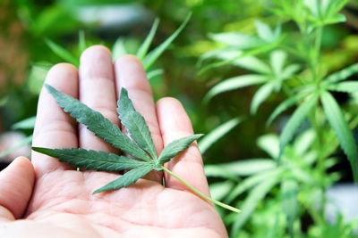 Close-up of hand holding leaves