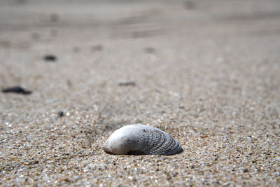 Close-up of seashell on beach