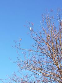 Low angle view of birds against clear blue sky