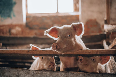 Close-up of sheep in pen