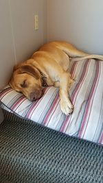 Close-up of dog sleeping