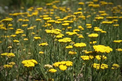 Close-up of yellow flowers blooming in field