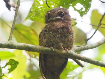 Close-up of eagle perching on branch