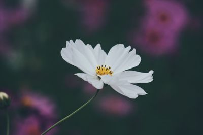 Close-up of white flowering plant