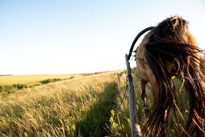 Rear view of man in farm against clear sky