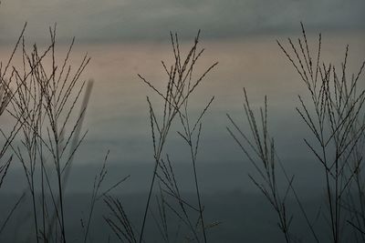 Close-up of plants against sky