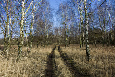 Dirt road through the birch forest