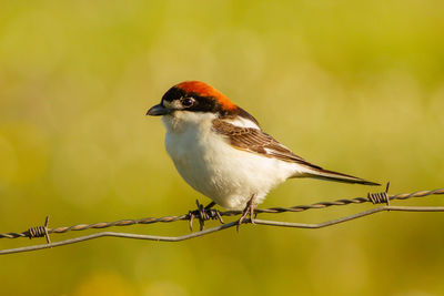 Close-up of bird perching on twig