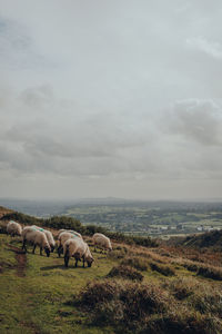 Horses grazing in a field